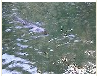 Click to see the 16-second video clip